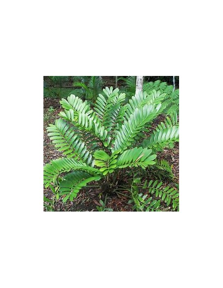 1 Planta de Zamia furfuracea - Cicada mexicana de lujo- Vivero por Internet