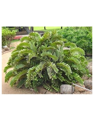 1 Planta de Zamia furfuracea - Cicada mexicana...