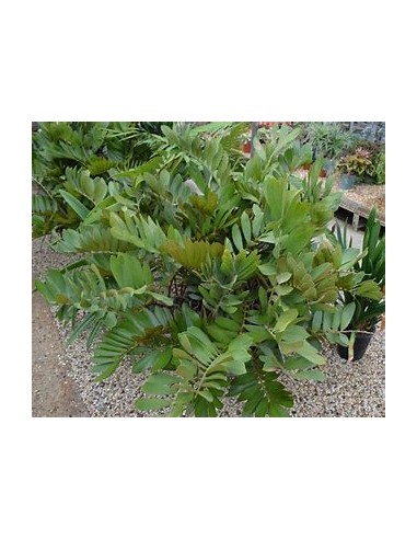 1 Zamia furfuracea Plant - Luxury Mexican...