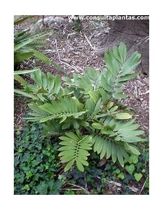 1 Planta de Zamia pumila -...