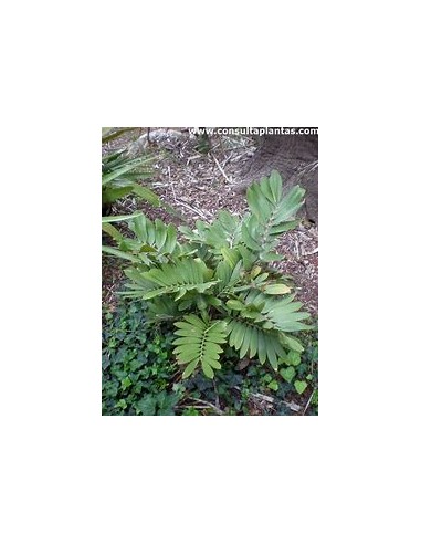 1 Zamia pumila Plant - UMA Plants - Large - Online Nursery