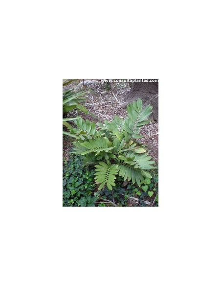 1 Zamia pumila Plant - UMA Plants - Large - Online Nursery