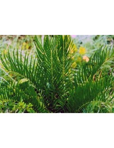 1 Zamia pumila Plant - UMA... 2