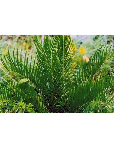 1 Zamia pumila Plant - UMA Plants - Large -...