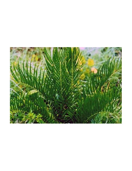 1 Zamia pumila Plant - UMA Plants - Large - Online Nursery