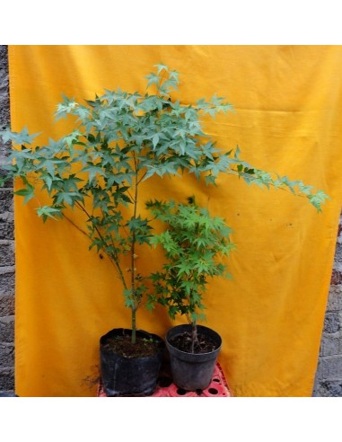 1 Arbolito de Maple japones (Acer palmatum) Follaje verde comun - Arce japones en Mexico venta Arces raros