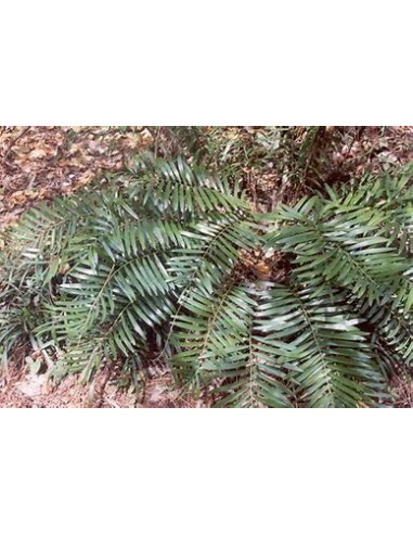1 Zamia pumila Plant - UMA Plants - Large -...
