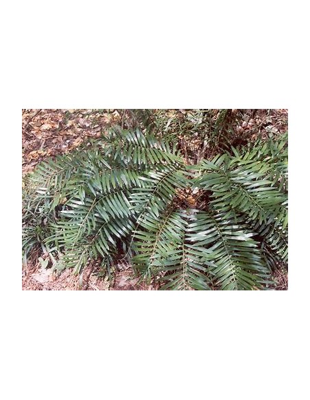 1 Zamia pumila Plant - UMA Plants - Large - Online Nursery
