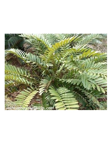 1 Zamia pumila Plant - UMA Plants - Large -...