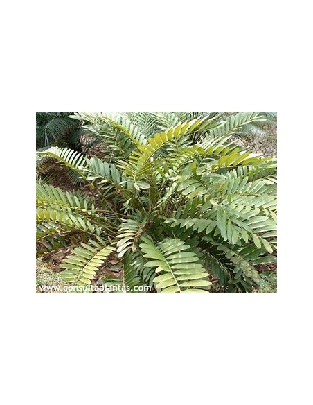 1 Zamia pumila Plant - UMA Plants - Large - Online Nursery