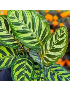 1 Planta de Calathea...