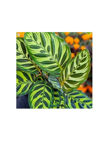 1 Calathea makoyama Plant - Online Nursery