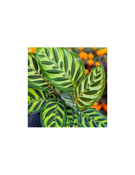 1 Planta de Calathea makoyama- Vivero por Internet