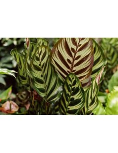 1 Calathea makoyama Plant -... 2