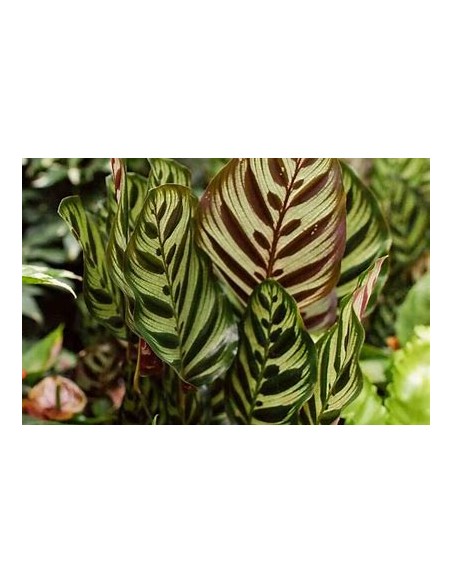 1 Planta de Calathea makoyama- Vivero por Internet