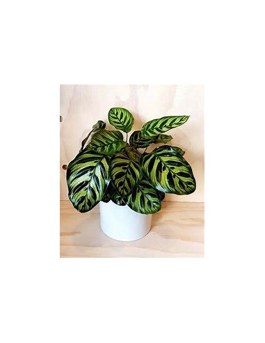 1 Calathea makoyama Plant - Online Nursery