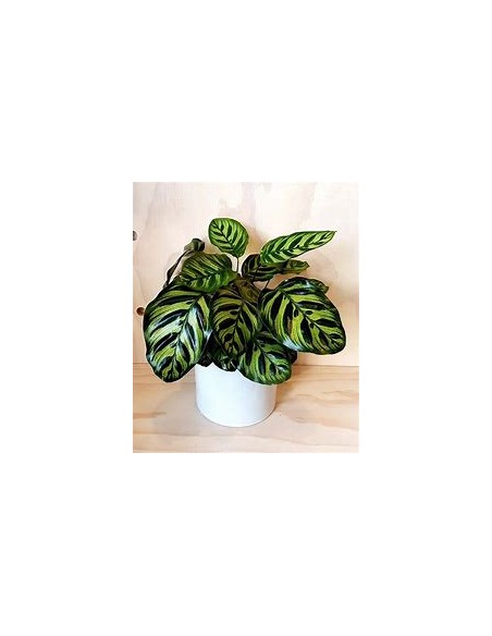 1 Planta de Calathea makoyama- Vivero por Internet