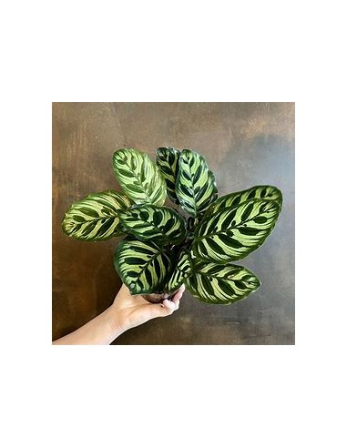 1 Calathea makoyama Plant - Online Nursery