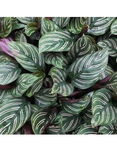 1 Planta de Calathea...