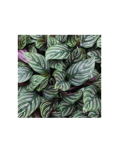 1 Calathea ornata plant - Internet Nursery