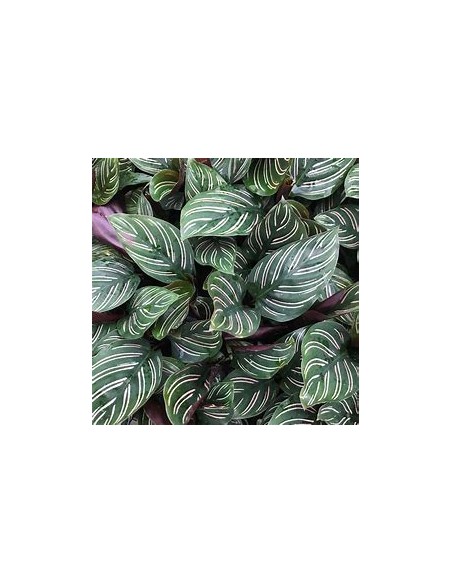 1 Calathea ornata plant - Internet Nursery