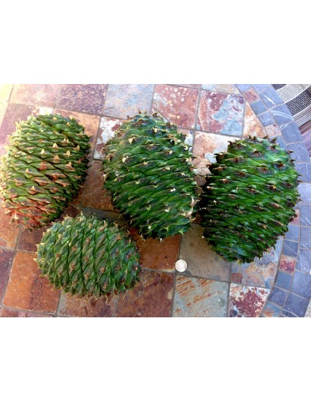 1 Norfolk pine (Araucaria heterophylla) araucaria excelsa for sale live plants 1 Norfolk pine (Araucaria heterophylla) araucaria excelsa for sale live plants
