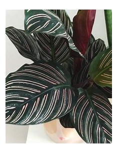 1 Calathea ornata plant -... 2