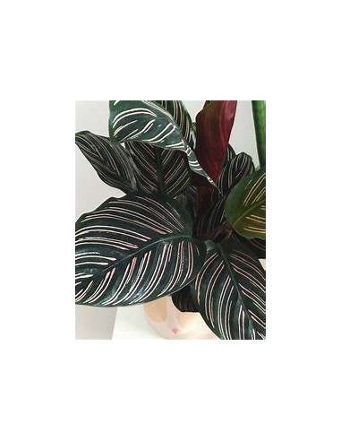 1 Calathea ornata plant - Internet Nursery