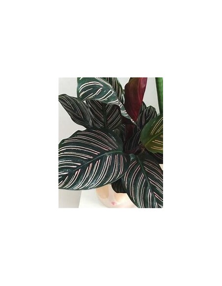 1 Calathea ornata plant - Internet Nursery