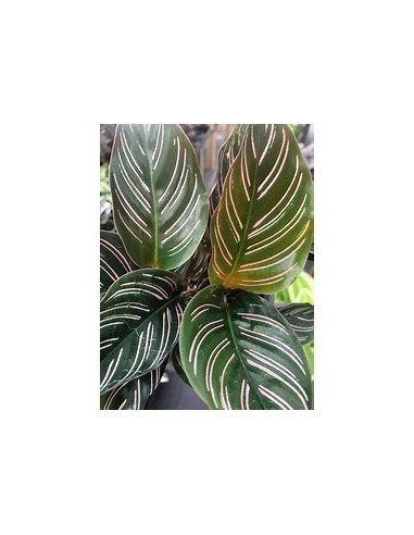 1 Calathea ornata plant - Internet Nursery