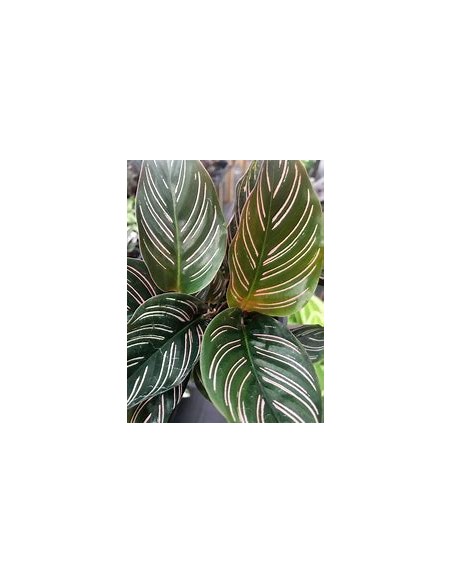 1 Calathea ornata plant - Internet Nursery