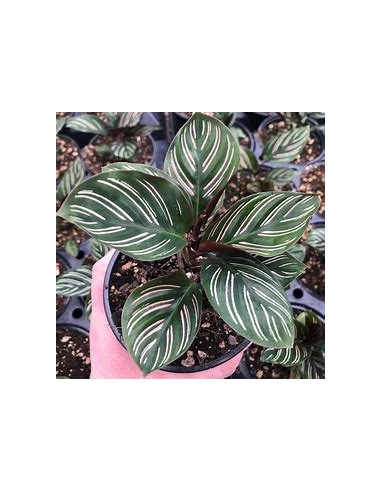 1 Calathea ornata plant - Internet Nursery