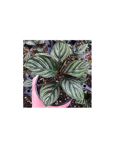 1 Calathea ornata plant - Internet Nursery