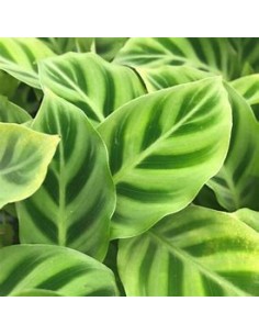1 Calathea Zebrina Plant -...