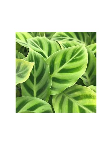 1 Calathea Zebrina Plant - Online Nursery