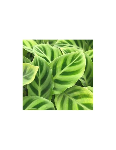 1 Calathea Zebrina Plant - Online Nursery