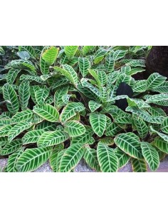 1 Calathea Zebrina Plant -... 2