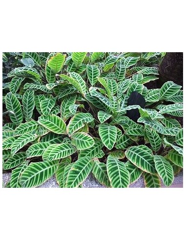 1 Calathea Zebrina Plant - Online Nursery