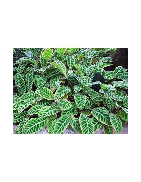 1 Calathea Zebrina Plant - Online Nursery