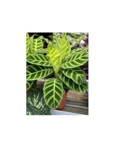 1 Calathea Zebrina Plant - Online Nursery