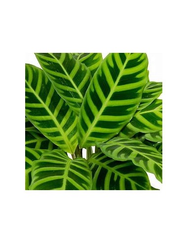 1 Calathea Zebrina Plant - Online Nursery