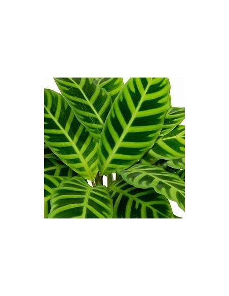 1 Calathea Zebrina Plant - Online Nursery