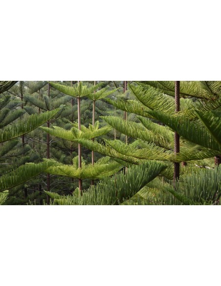 1 Norfolk pine (Araucaria heterophylla) araucaria excelsa for sale live plants 1 Norfolk pine (Araucaria heterophylla) araucaria excelsa for sale live plants