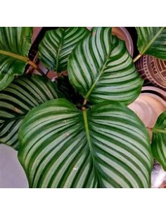 1 Normal Calathea Orbifolia...
