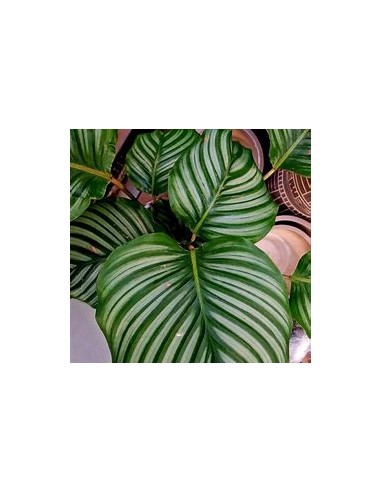 1 Normal Calathea Orbifolia Plant - Online Nursery