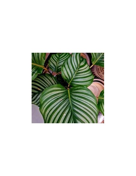 1 Normal Calathea Orbifolia Plant - Online Nursery