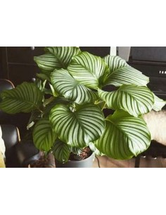1 Normal Calathea Orbifolia... 2