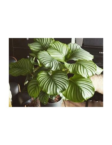 1 Normal Calathea Orbifolia Plant - Online Nursery