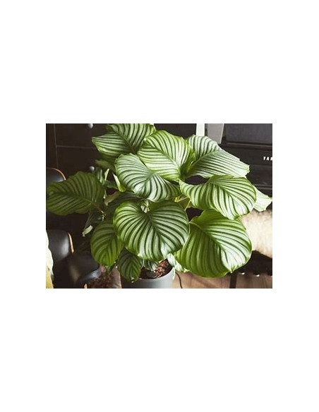 1 Normal Calathea Orbifolia Plant - Online Nursery