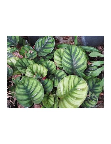 1 Normal Calathea Orbifolia Plant - Online Nursery